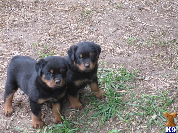 rottweiler puppy posted by dale g